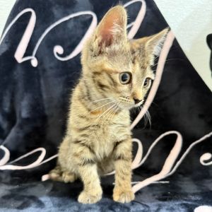 Meet Evian the sparkling gem of her litter whos as graceful as her name sugges