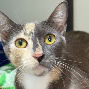 Meet Creme Brulee a delicate little dessert of a cat with a heart thats slowly