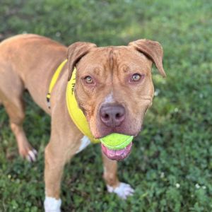Bingham, Adult Male Pit Bull Terrier