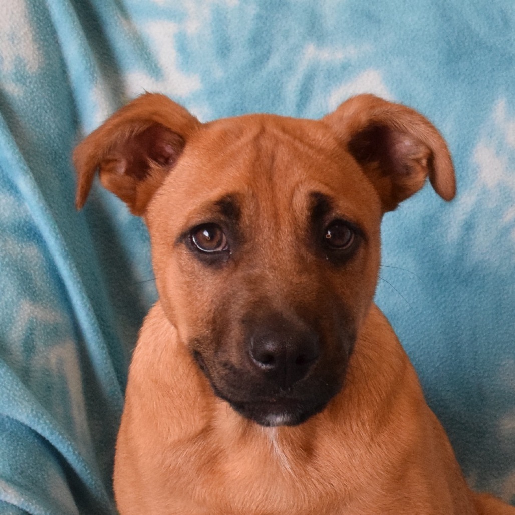 Tanner, an adoptable Boxer in Eureka, CA, 95503 | Photo Image 1