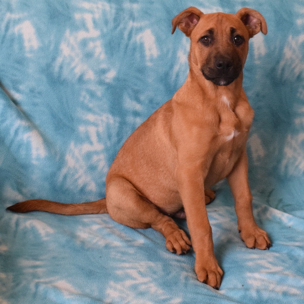 Tanner, an adoptable Boxer in Eureka, CA, 95503 | Photo Image 2