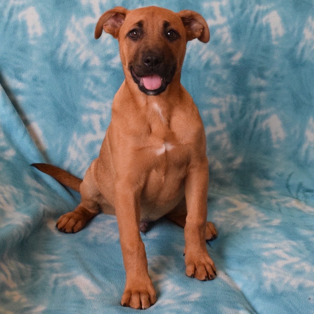Tanner, an adoptable Boxer in Eureka, CA, 95503 | Photo Image 3