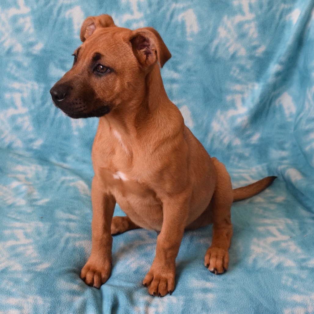 Tanner, an adoptable Boxer in Eureka, CA, 95503 | Photo Image 4