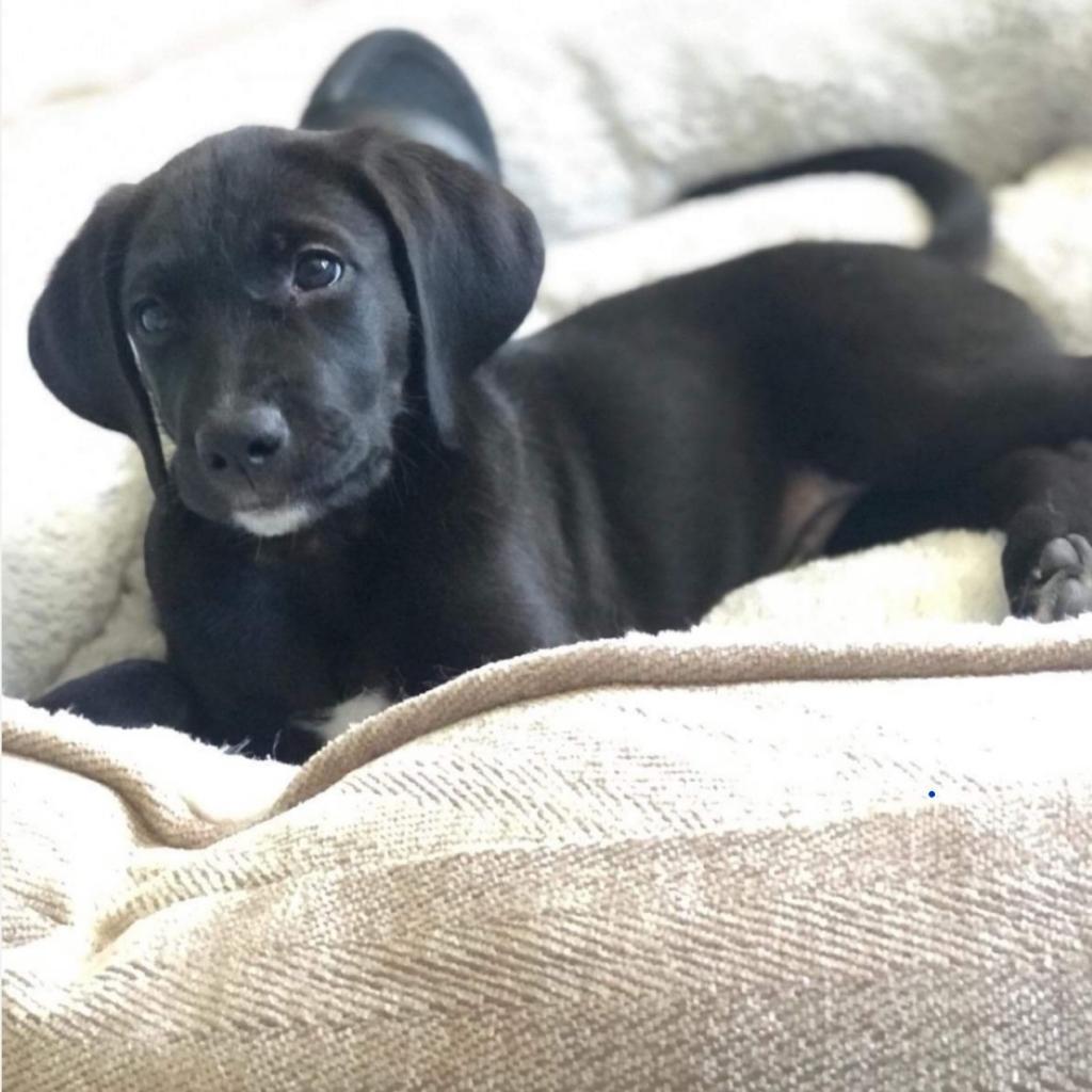 Jackson, an adoptable Black Labrador Retriever, Foxhound in Bealeton, VA, 22712 | Photo Image 5