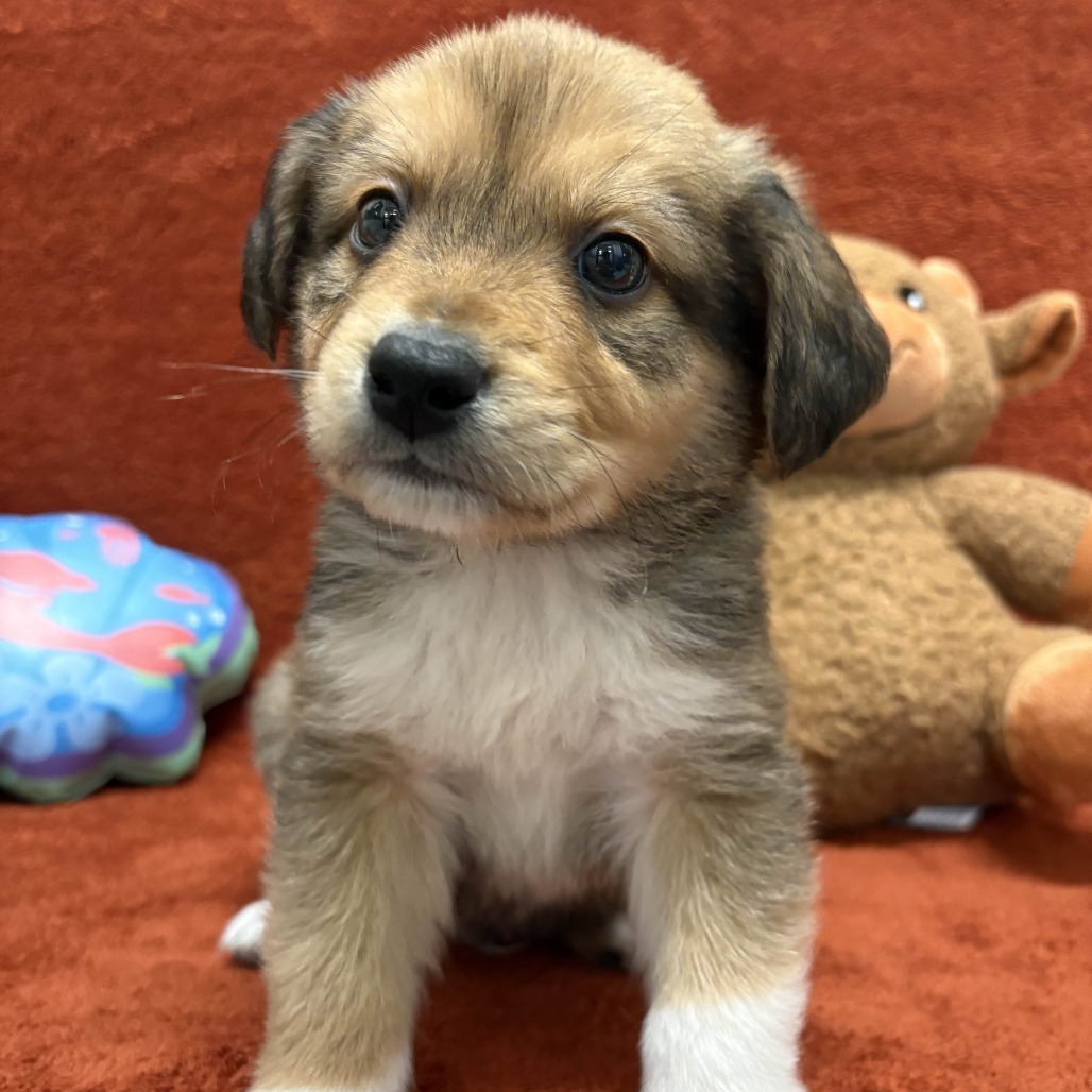 Zeus