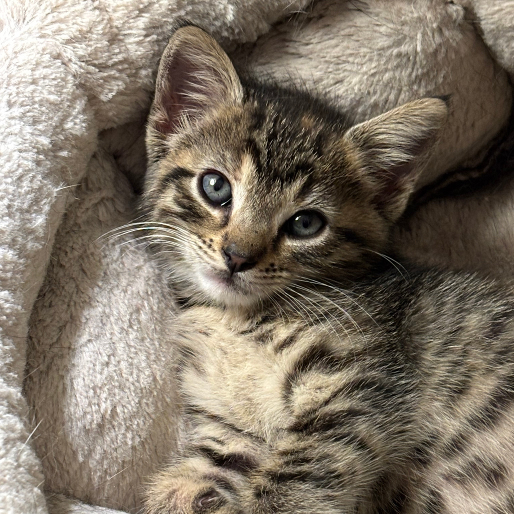 Kit