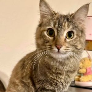 Kanga, Young Female Domestic Medium Hair