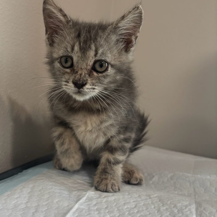 Gemma-197091_2, an adoptable Domestic Short Hair in Harlingen, TX, 78550 | Photo Image 1