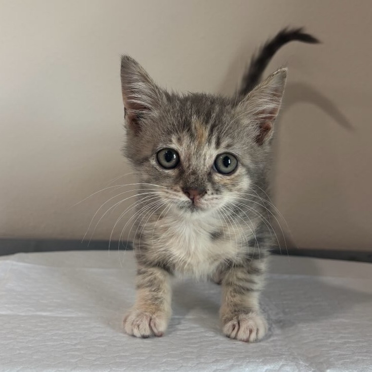 Shayla, an adoptable Domestic Short Hair in Harlingen, TX, 78550 | Photo Image 1