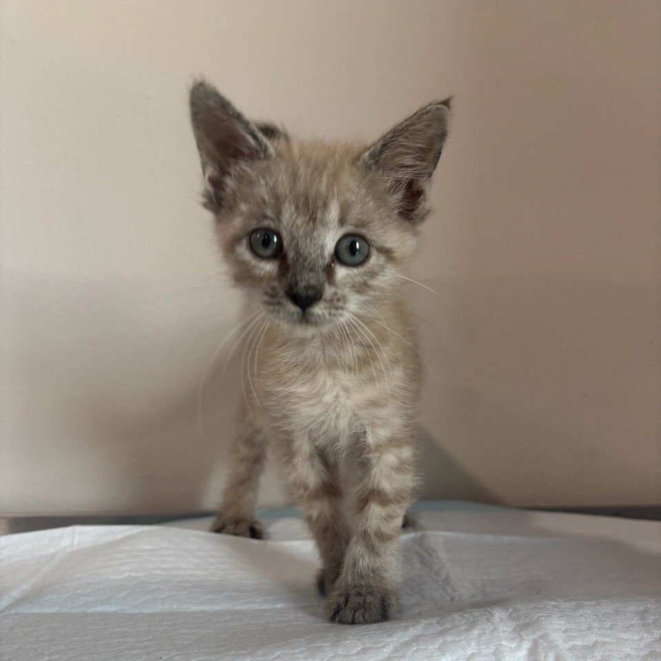 Riona, an adoptable Domestic Short Hair in Harlingen, TX, 78550 | Photo Image 1