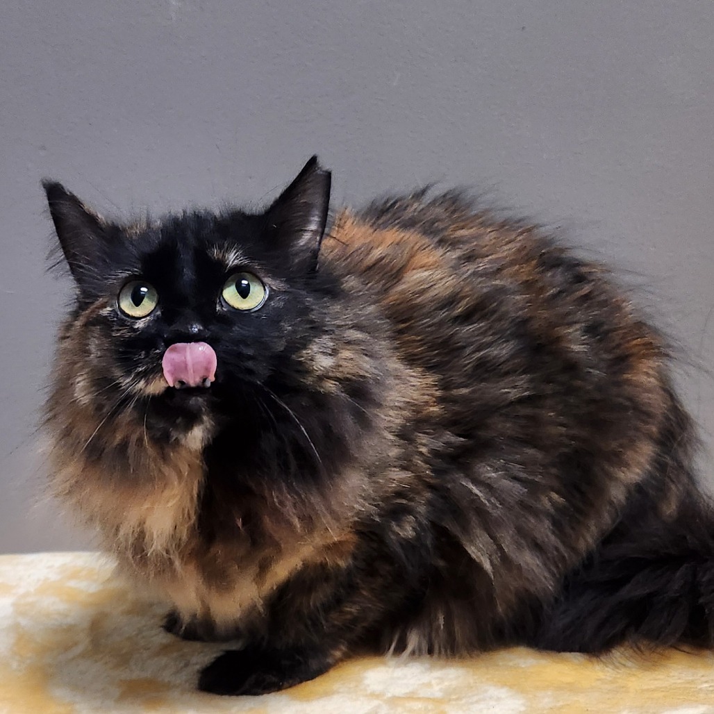 Priscilla, an adoptable Domestic Long Hair in Park City, UT, 84098 | Photo Image 1