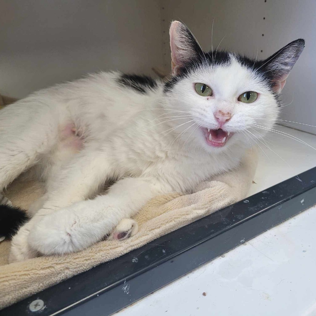 Mama Bear, an adoptable Domestic Short Hair in Duncan, OK, 73533 | Photo Image 1