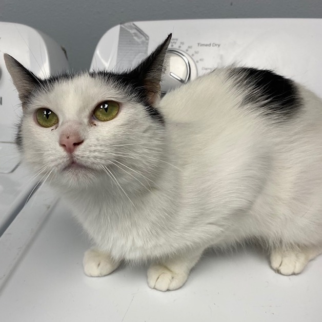 Mama Bear, an adoptable Domestic Short Hair in Duncan, OK, 73533 | Photo Image 1