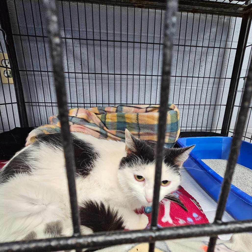 Mama Bear, an adoptable Domestic Short Hair in Duncan, OK, 73533 | Photo Image 2