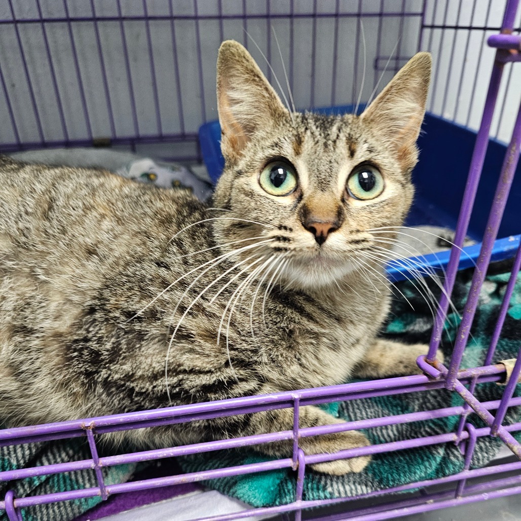 Kali, an adoptable Domestic Short Hair in Duncan, OK, 73533 | Photo Image 1