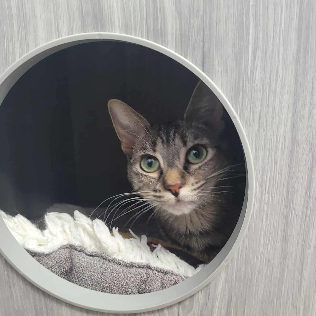 Kali, an adoptable Domestic Short Hair in Duncan, OK, 73533 | Photo Image 1