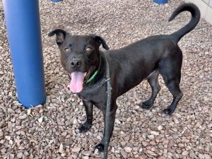 BAILEY, Adult Male Pit Bull Terrier