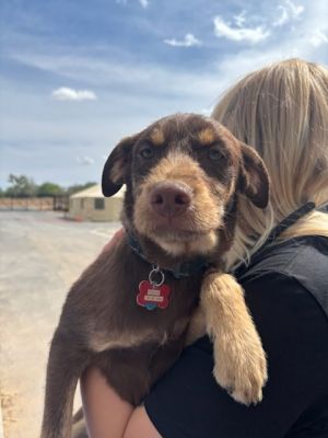 COCOA, Young Male Pit Bull Terrier