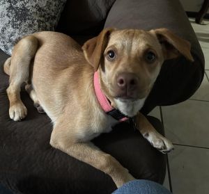 CINNAMON, Young Female unknown