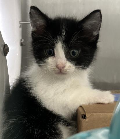 MOON- IN FOSTER