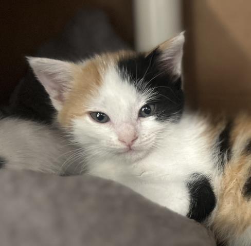 MERCURY- IN FOSTER
