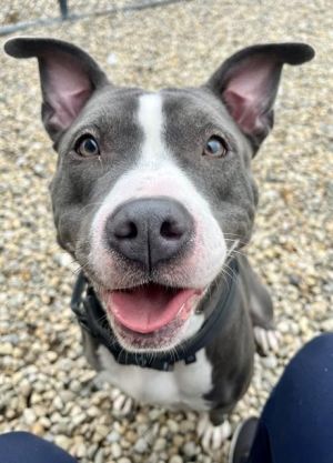 PRESLEY, Adult Female Dog
