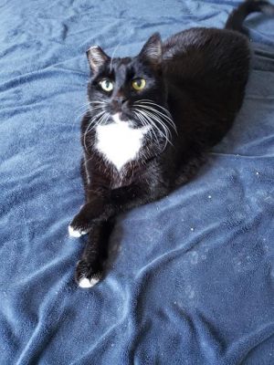 ZUMI, Senior Female Domestic Medium Hair