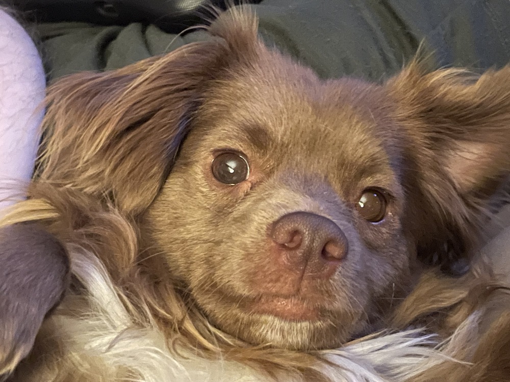 Tre, an adoptable Papillon, Chihuahua in Youngsville, NC, 27596 | Photo Image 1