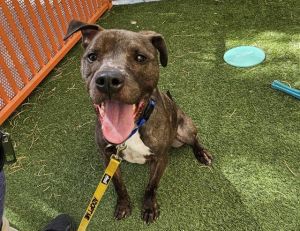 BRUCE, Adult Male Pit Bull Terrier