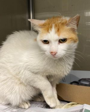 KAYLA, Adult Female unknown