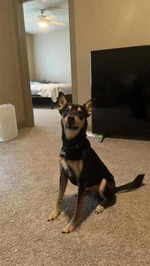 RYDER, Adult Male Australian Kelpie