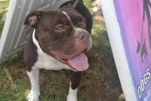 SALLY American Bulldog Dog