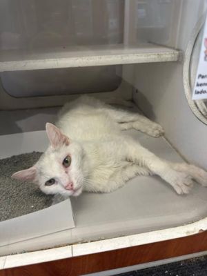 SNOWBALL Domestic Short Hair Cat