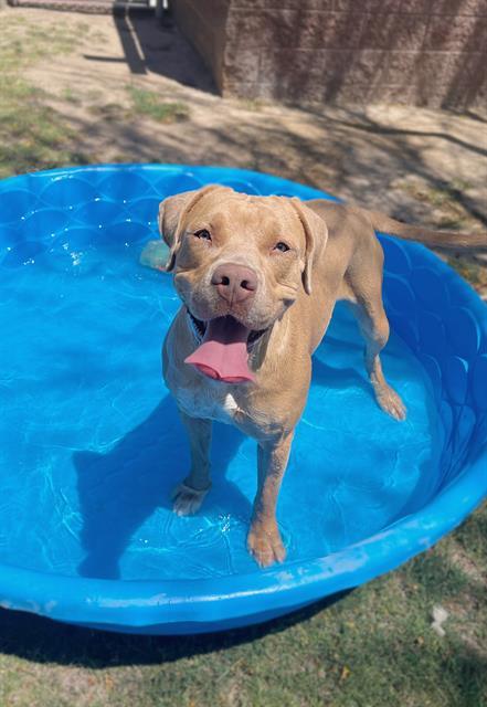 CINDY LOU, an adoptable Pit Bull Terrier, Mixed Breed in Blythe, CA, 92225 | Photo Image 1