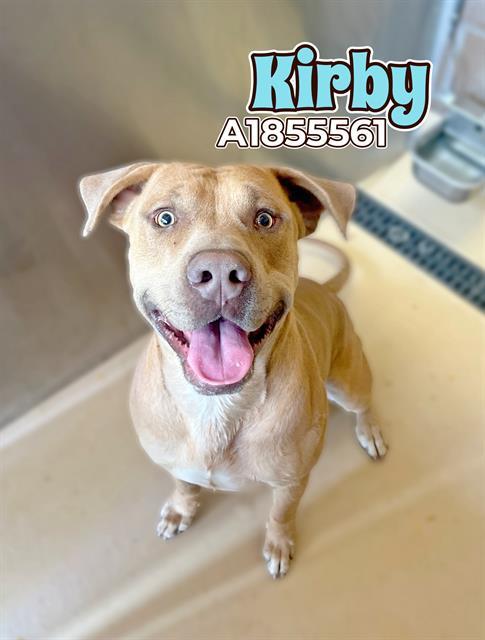 KIRBY, an adoptable Pit Bull Terrier, Mixed Breed in Blythe, CA, 92225 | Photo Image 1