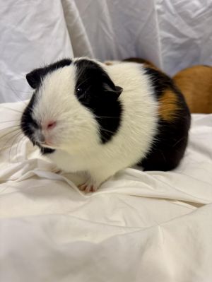 KOURTNEY Guinea Pig Small & Furry