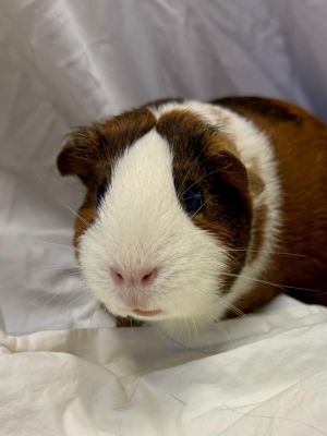 KIM, Adult Female Guinea Pig