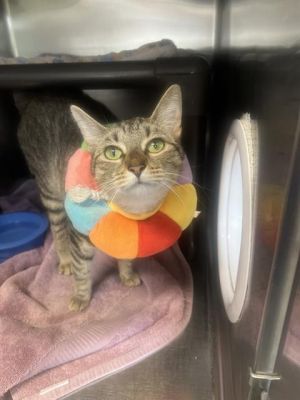 KOKO Domestic Short Hair Cat
