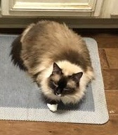 Sasha, an adoptable Himalayan, Domestic Long Hair in New Braunfels, TX, 78130 | Photo Image 1