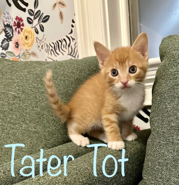 Tater Tot photo 1