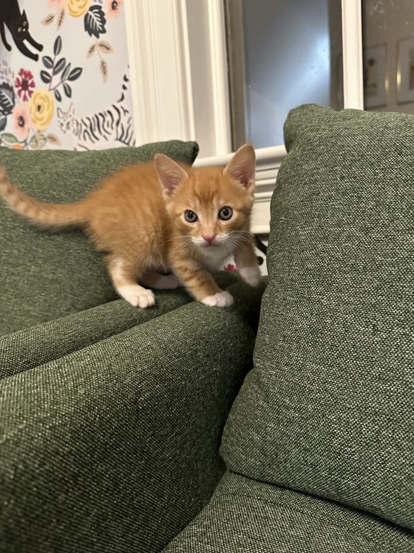 Tater Tot thumbnail 2
