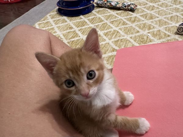 Tater Tot thumbnail 3