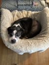 Samson aka SamBruce photo 1