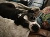 Samson aka SamBruce photo 2