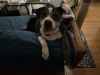 Samson aka SamBruce photo 3