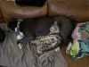 Samson aka SamBruce photo 5