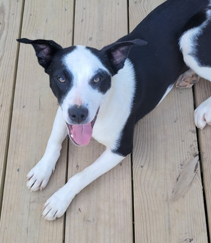 Paco