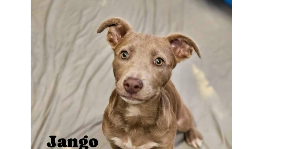 Jango