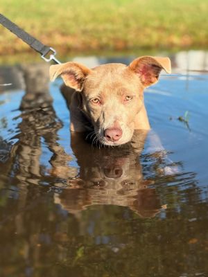 Jango, Adult Female Cattle Dog