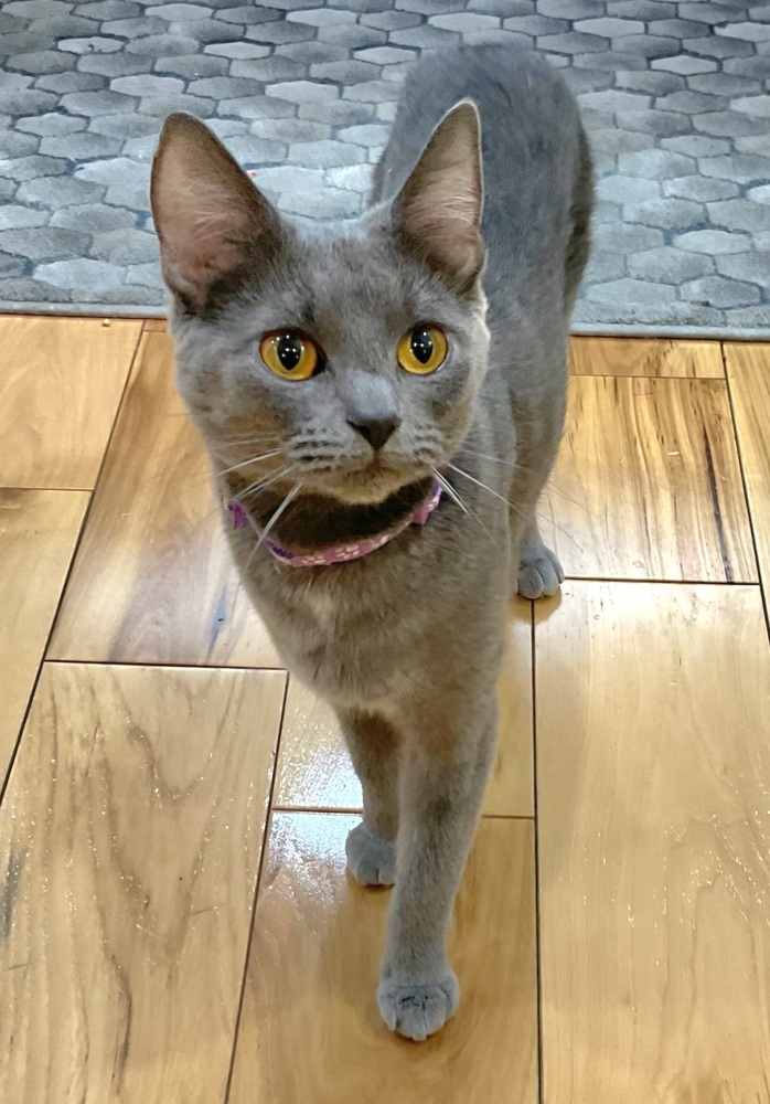Coco